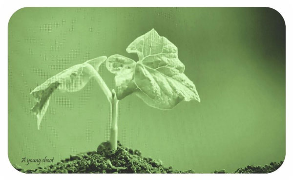 green-leghorngroup-8
