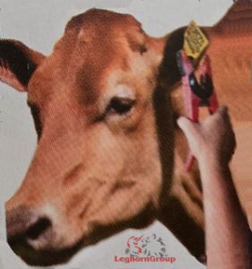 Livestock Ear Tag Applicator