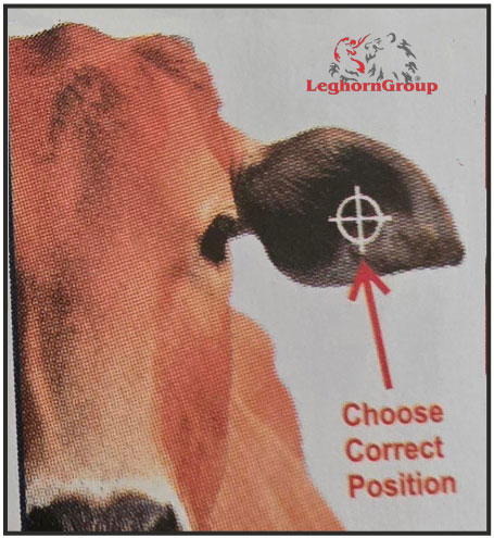 Animal ear tag pliers step 5